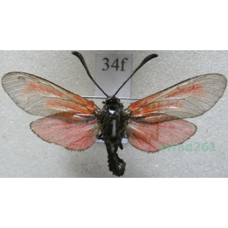 Zygaena osterodensis Reiss, 1921 Czech34f